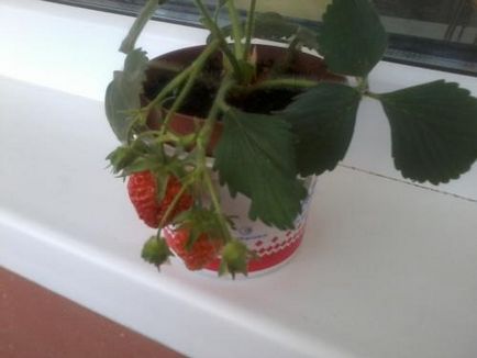 Strawberry îngrijire decorative, cultivare, udare, plantare la domiciliu