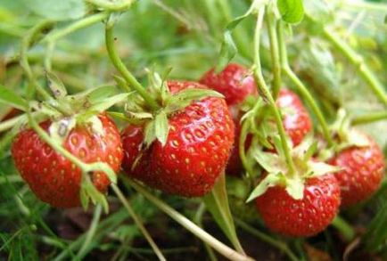 Strawberry îngrijire decorative, cultivare, udare, plantare la domiciliu