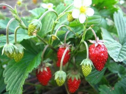 Strawberry îngrijire decorative, cultivare, udare, plantare la domiciliu