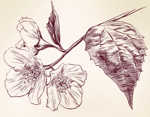 Jasmine flori tatuaj