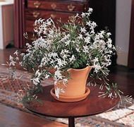 Jasmine (jasminum polyanthum)