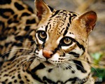 Жоффруа-красуня кішка щоденник групи - тваринний світ