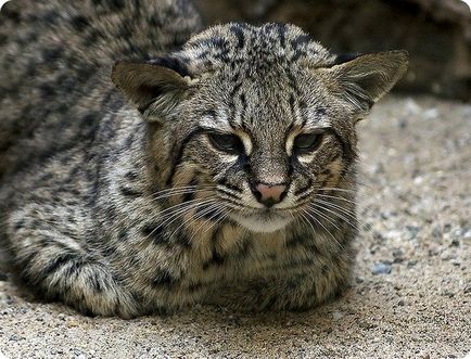 Geoffroy-frumusete pisica jurnal de grup - lumea animalelor