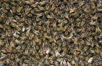 Журнал «бджільництво» - бджолиний підмор