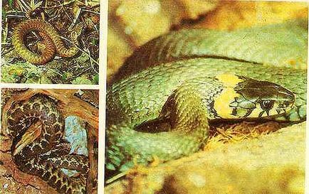 Змії отруйні й неотруйні
