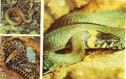 Mérges kígyók és a nem-toxikus (hüllők) Snake mérgező és nem mérgező