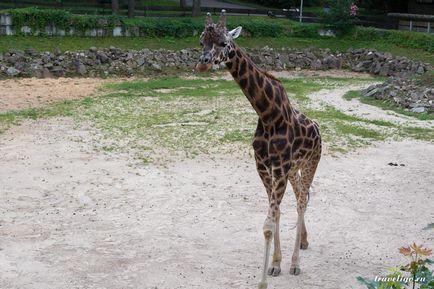 Gradina Zoologica a Rigului - istorie, obiective turistice si fotografii