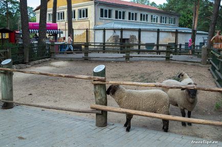 Állatkert istálló - a történelem, látnivalók és képek (képek) Állatkert istálló - a történelem, látnivalók és képek