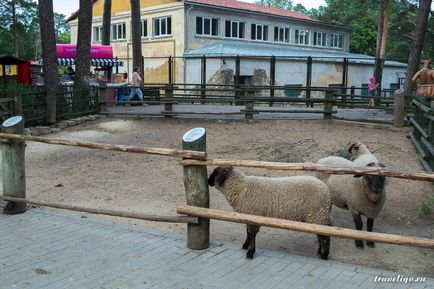 Gradina Zoologica a Rigului - istorie, obiective turistice si fotografii