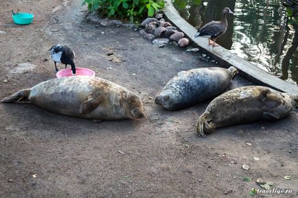 Gradina Zoologica a Rigului - istorie, obiective turistice si fotografii