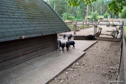 Gradina Zoologica a Rigului - istorie, obiective turistice si fotografii