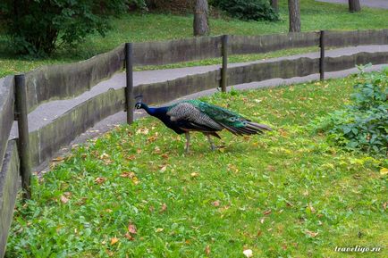 Gradina Zoologica a Rigului - istorie, obiective turistice si fotografii