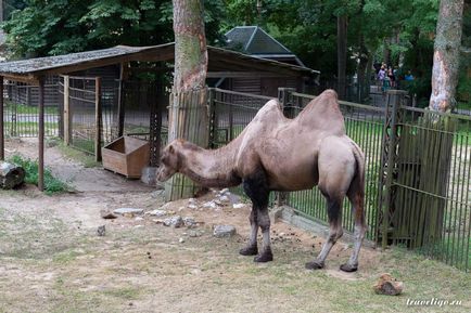 Gradina Zoologica a Rigului - istorie, obiective turistice si fotografii