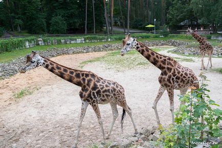 Gradina Zoologica a Rigului - istorie, obiective turistice si fotografii