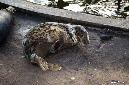 Gradina Zoologica a Rigului - istorie, obiective turistice si fotografii