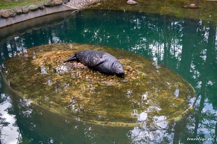 Gradina Zoologica a Rigului - istorie, obiective turistice si fotografii