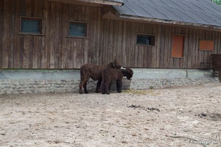 Gradina Zoologica a Rigului - istorie, obiective turistice si fotografii