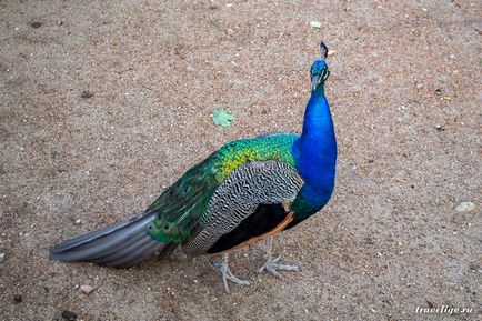 Gradina Zoologica a Rigului - istorie, obiective turistice si fotografii