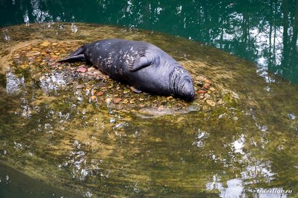 Gradina Zoologica a Rigului - istorie, obiective turistice si fotografii