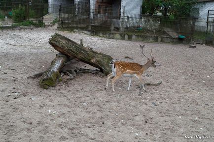 Gradina Zoologica a Rigului - istorie, obiective turistice si fotografii