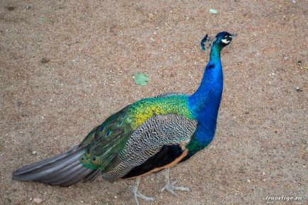 Gradina Zoologica a Rigului - istorie, obiective turistice si fotografii