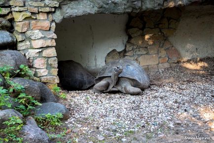 Gradina Zoologica a Rigului - istorie, obiective turistice si fotografii