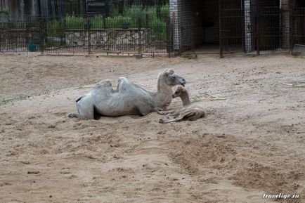 Gradina Zoologica a Rigului - istorie, obiective turistice si fotografii