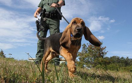 10 Cele mai bune rase de câini de poliție din lume (11 fotografii)