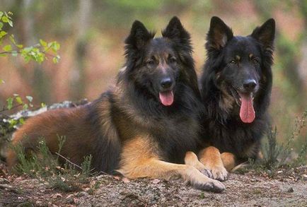 10 Cele mai bune rase de câini de poliție din lume (11 fotografii)