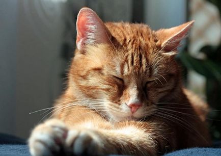 10 Moduri în care pisica își exprimă dragostea pentru tine