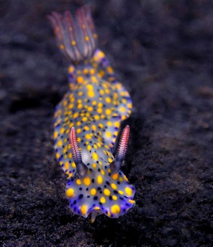 15 Bámulatosan szép tengeri lények