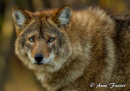 18 Fotografiile unor hibrizi animali uimitori, a căror existență se crede cu mare dificultate