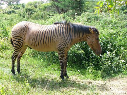 18 Fotografiile unor hibrizi animali uimitori, a căror existență se crede cu mare dificultate