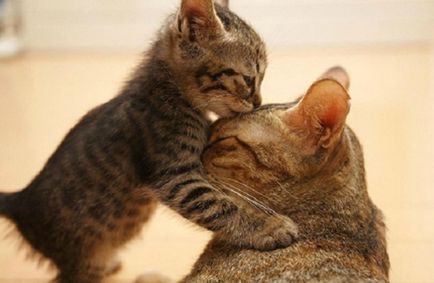 20 gyengéd és gondoskodó anya macskák jelentenek a fiatal társaik