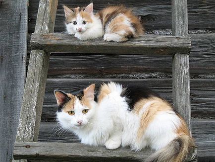 20 gyengéd és gondoskodó anya macskák jelentenek a fiatal társaik