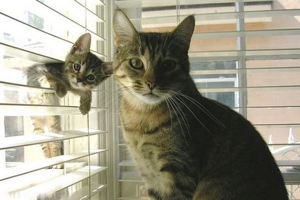 20 de mame afectuoase și îngrijitoare - pisicile care prezintă cu copiile lor mici