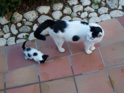 20 ласкаво і дбайливих мам-кішок, які позують зі своїми маленькими копіями