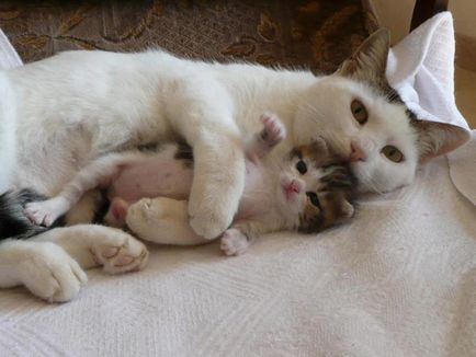20 de mame afectuoase și îngrijitoare - pisicile care prezintă cu copiile lor mici