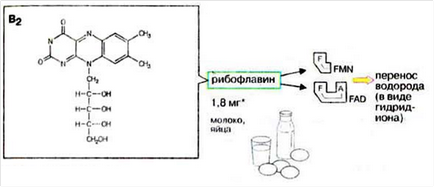 2) Вітаміни рр і В2, структура, ознаки вітамінної недостатності і участь в обміні речовин