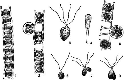 Al treilea ordin - ulothrichales