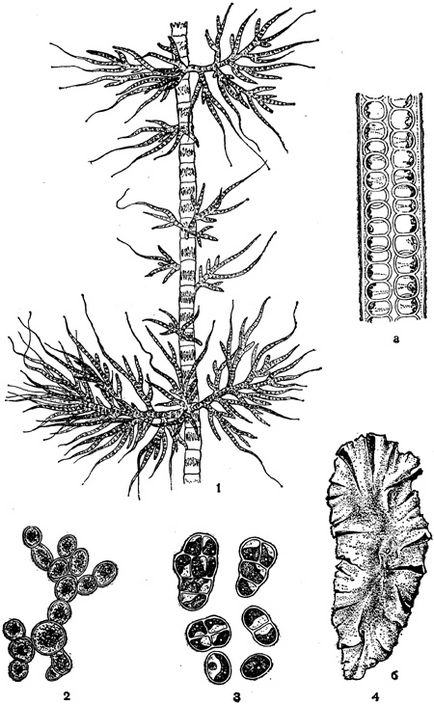 Al treilea ordin - ulothrichales