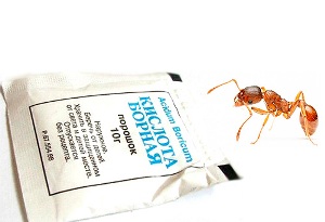 5 методи за справяне с мравки в народната медицина апартамент, превенция