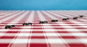 5 Методів боротьби з мурахами в квартирі народні засоби, профілактика