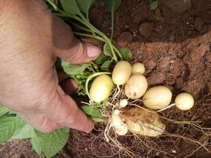 5 modalități dovedite de a actualiza soiul de cartofi - teren de fermă