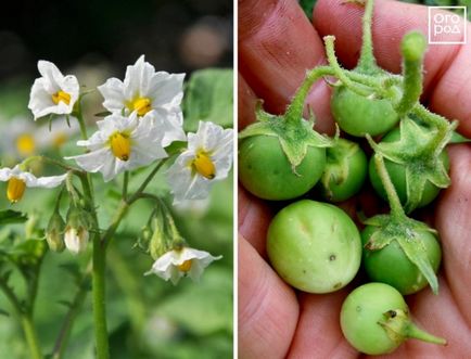5 bevált módon frissítheti a burgonyafajta - a táblán belüli (módon) 5 bevált módon frissítheti a burgonyafajta - táblán belüli