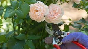6 Типових помилок в догляді за трояндами, про троянду
