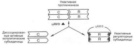 Аденілатціклазную мессенджерная система