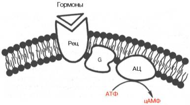 Sistemul de mesager al adenilat ciclazei