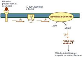 Sistemul de adenilat ciclază - stadopedia