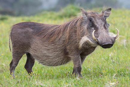 Descriere warthog africană, fotografie, stil de viață în sălbăticie